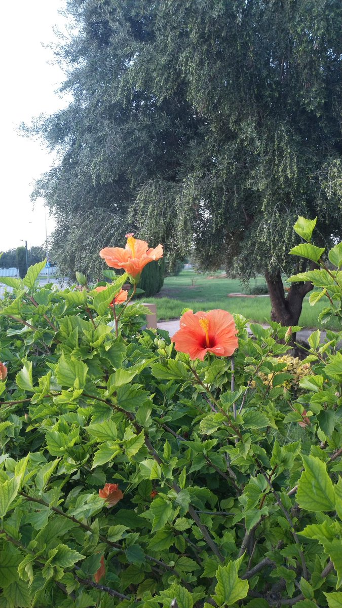 JuanAntPeris's tweet photo. Descansando de #CreandoComunidades que también es bueno descansar un poco la cabeza. Ya mañana escribiré otra página del #DiarioResiliente pero hoy #PaseoDeJane por el #JardínVirtual ¿Por qué la naturaleza es tan bonita? 🥰🥰 https://t.co/aPTH8QxcCo