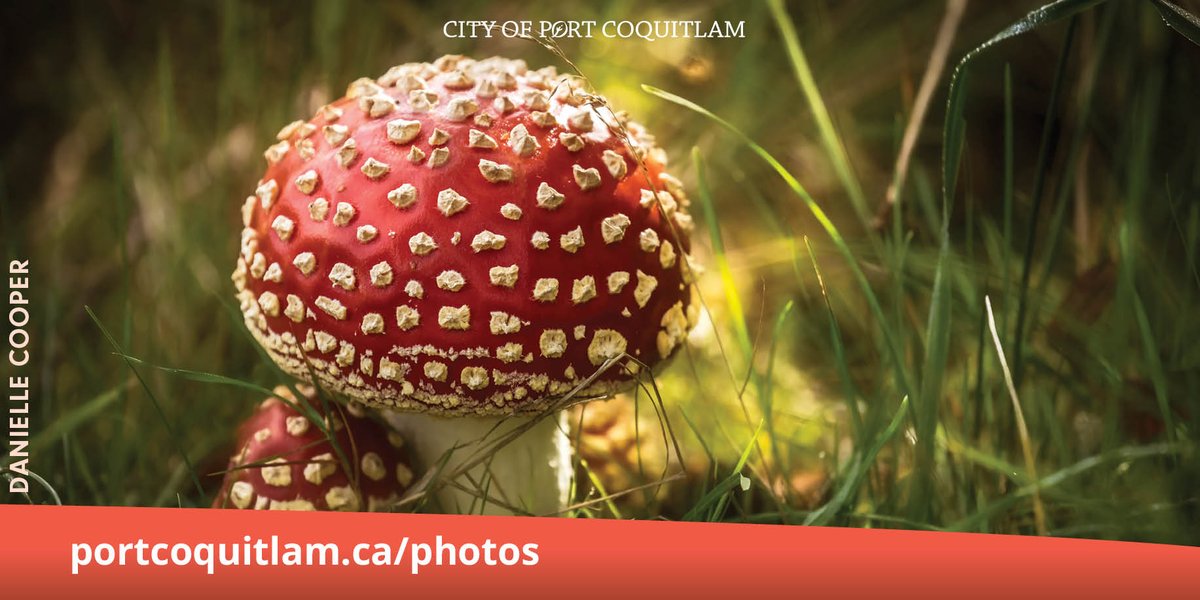 CityofPoCo's tweet photo. Have you taken striking ๐ท of #PortCoquitlamโs natural beauty? We're looking for submissions to be featured in the 2022 calendar & street banner program.
Submit your high-resolution images of PoCo by Oct. 10 to https://t.co/xZuLsiQ14M
๐ท: Danielle Cooper
#NaturallyPoCo https://t.co/KsIXGlI1Bf