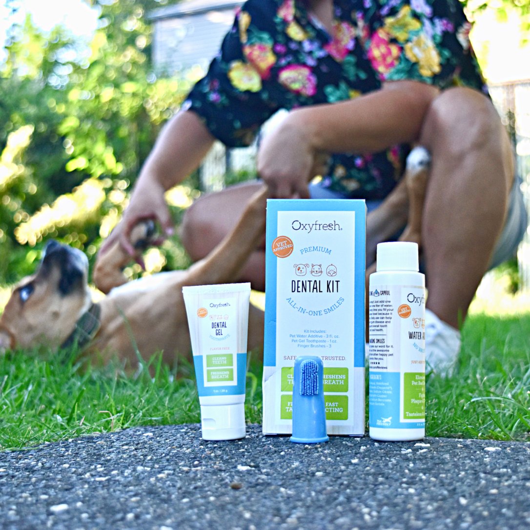 oxyfresh dog