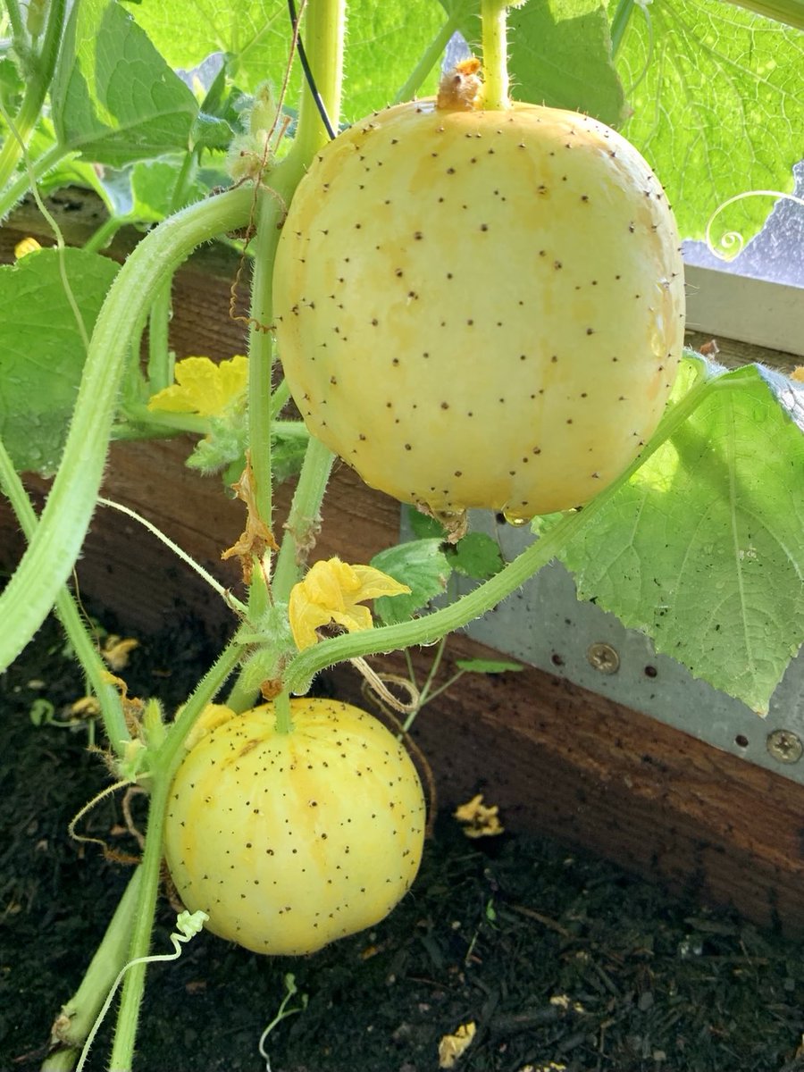 Lymmallotment's tweet photo. Cucumber ‘Crystal Lemon’, harvested from the allotment today #allotment #growyourown #gyo https://t.co/fxqekWnEo2
