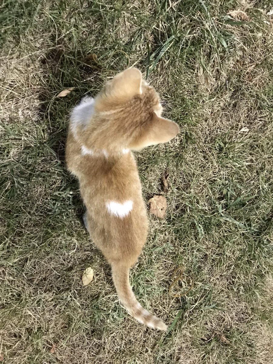 Aşk kedisini beğenenler aşkına kavuşacak 🌝