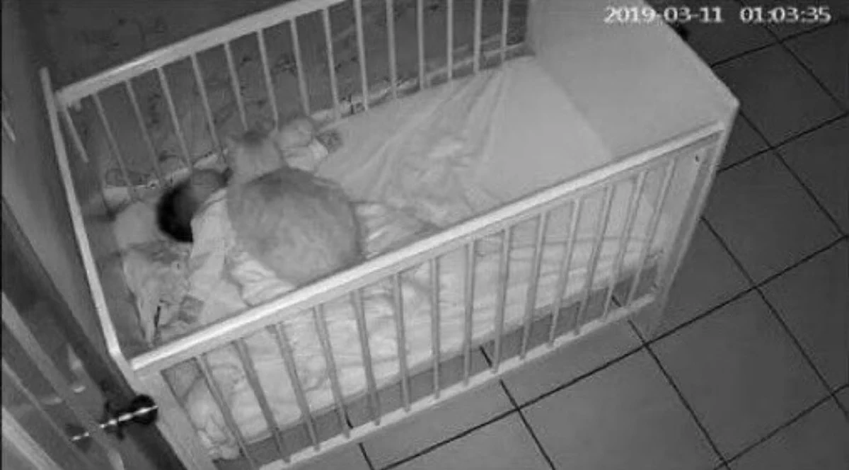 深夜の猫の行動！家族の上に乗ってみたり家族の愛情を感じている猫ｗｗｗ