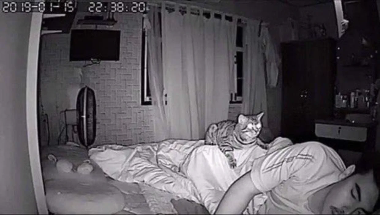 深夜の猫の行動！家族の上に乗ってみたり家族の愛情を感じている猫ｗｗｗ