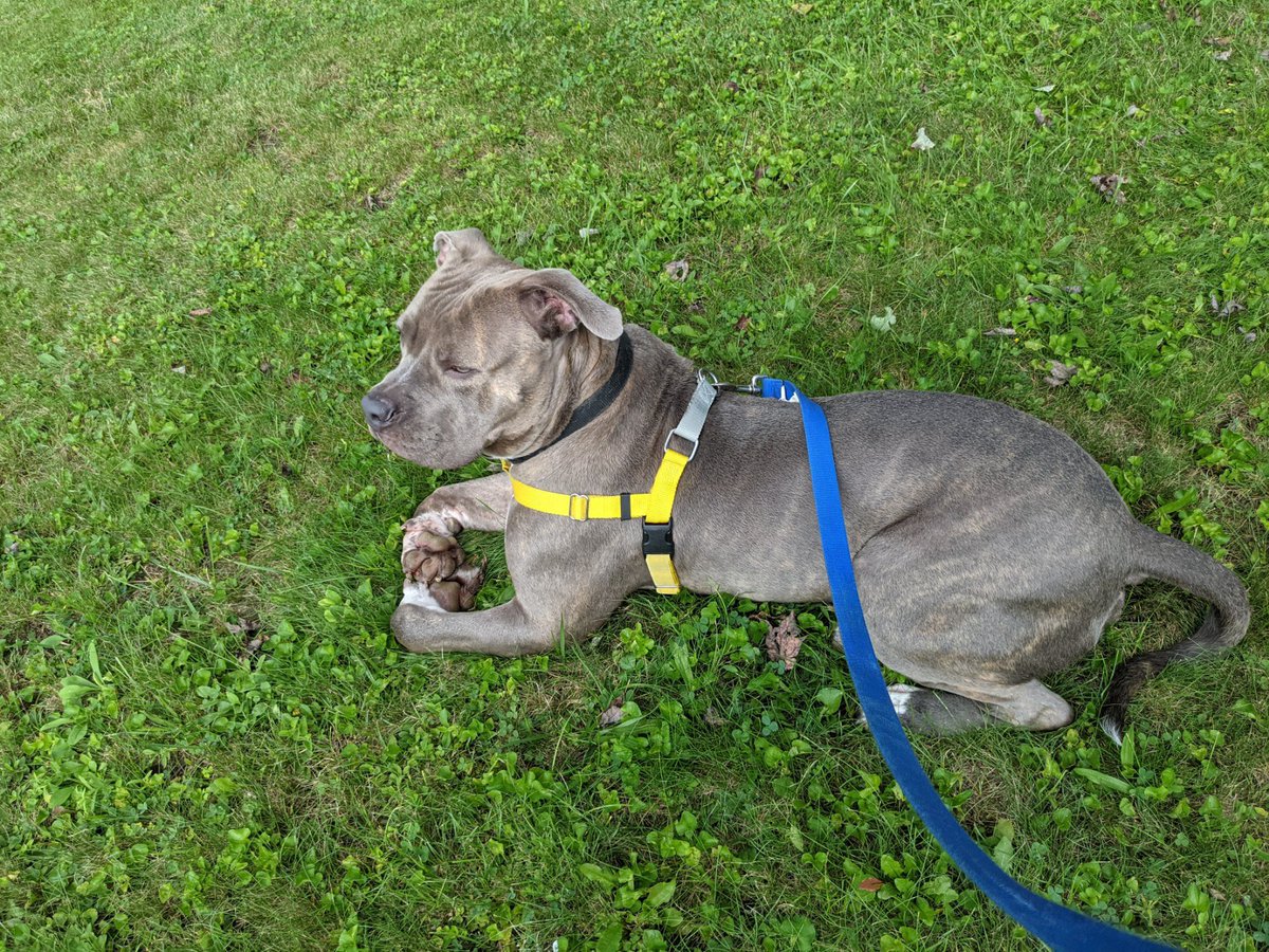 The Proper Pit Bull tweet media