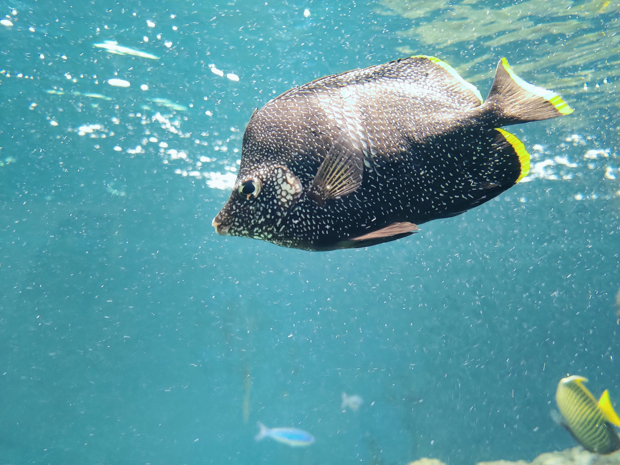 夢海 567魚種食べた人 かさりん一推し21 私の推しは小笠原の海4にて展示されているユウゼンです 日本固有のチョウチョウウオの仲間で 名前の由来は友禅染めをしたかのような模様から 風情があり大好きな魚です T Co Dy4qlagd6r Twitter