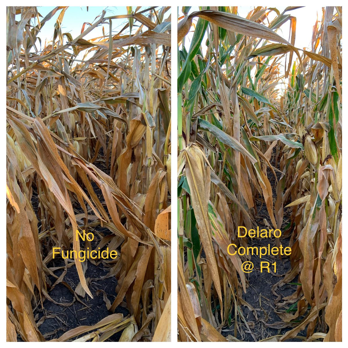 NWILTDR's tweet image. Looks like fungicide is going to pay again this year.  This hybrid is pretty susceptible to tar spot, and under fairly high pressure the effect of fungicide is striking.  #Delaro