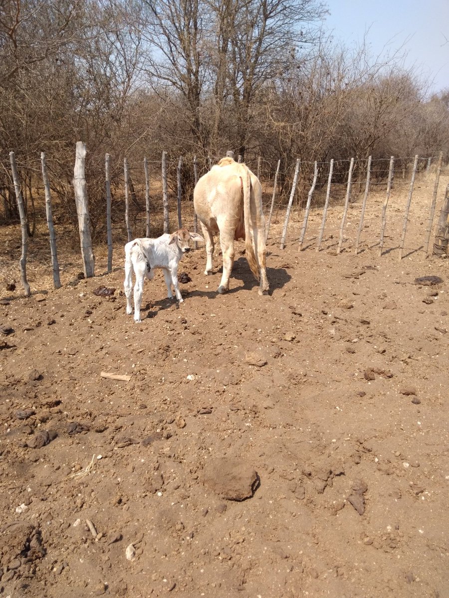 Field of unlimited possibilities #calvingseason #beefproduction #foodsecurity @IpelengKwadi