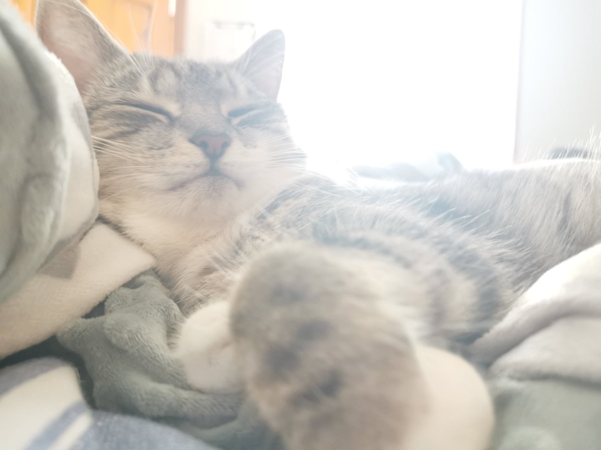 bottleofbeetles's tweet photo. Happy cat in the sun! https://t.co/rABRxFySNA