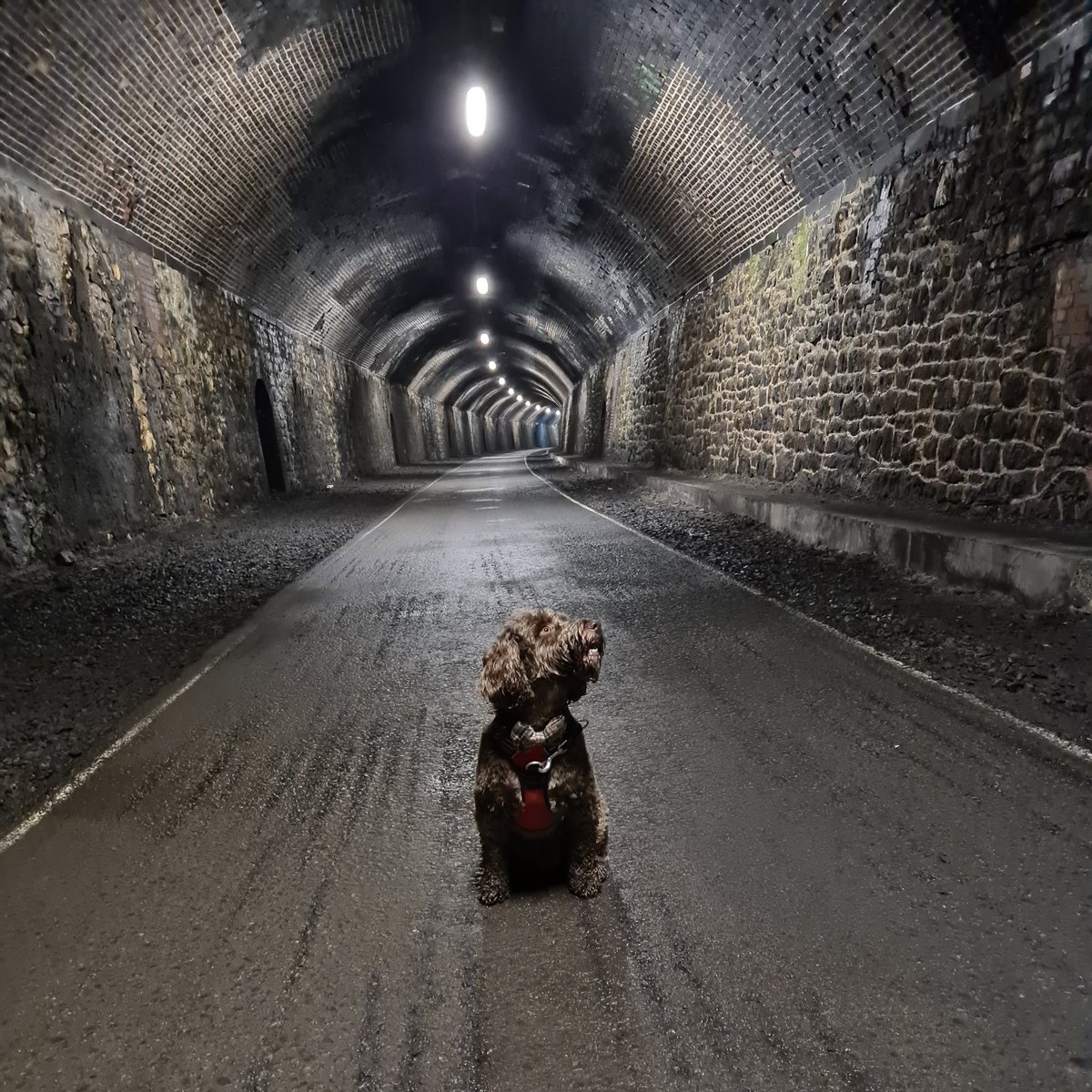 No filter, no editing.... just my boy on the Monsal trail this morning 🥰🐾😍