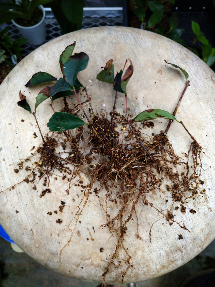 挿し木 Hashtag Pa Twitter