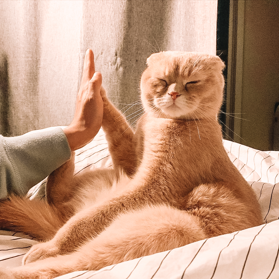 designerSML's tweet image. Mid-week celebration! 🤎✨
•
•
•
Repost: @_gamzadori_ 
Filtered: SML 
#goodmorning #uptop #celebrate #smallwins #wednesdaywisdom #humpday #sosoft