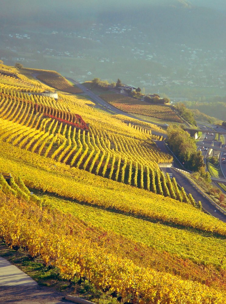 <a href="/marinabontee4/">Marinabontee🍎🌴🐬🌹🥂</a>  bonjour 👋🏻 je vous souhaite une agréable après-midi je me trouve dans le trolleybus  pas facile à écrire ✍🏻 Les vignobles de Lavaux  sur la Côte pas loin de chez moi 🍂🍂🍂🇨🇭🇨🇭🍇🍇🍇
