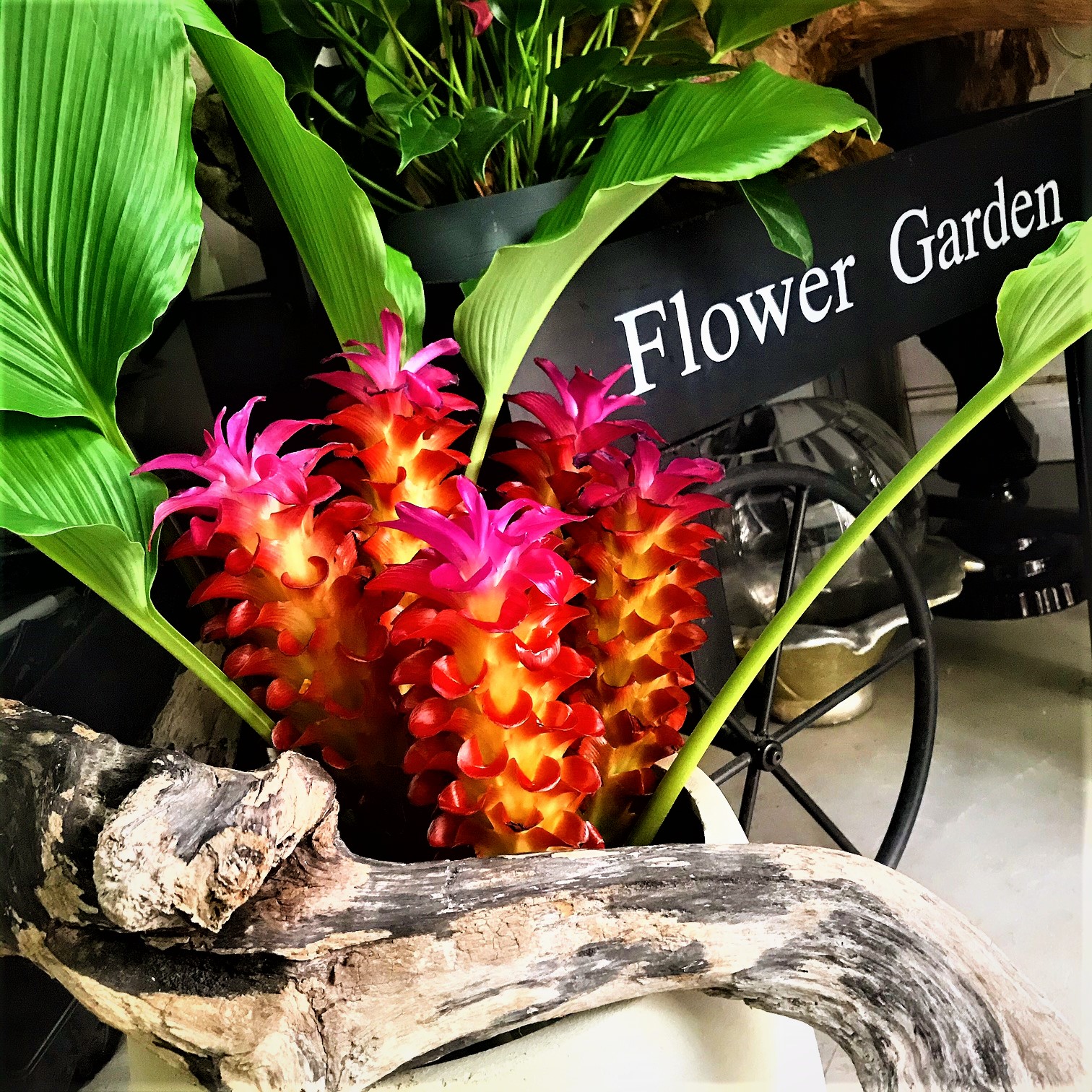 Arcobaleno レッドジンジャー Alpinia Purpurata 学名 属性 ショウガ科 ハナミョウガ属 原産地 太平洋諸島 ソロモン諸島などに分布 和名 赤穂月桃 英名 Red Ginger ハワイ名 Awapuhi Ula Ula 花言葉 1日だけの恋 日本の主な産地は 石垣島
