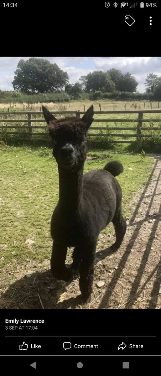 MURDERED BY @DefraGovUK  postmortem results show NO BTB present
We told you so
We told you so
We told you so
#Geronimothealpaca #geronimo #defra #DEATHRA #stopthecull #flawedscience #publicapology