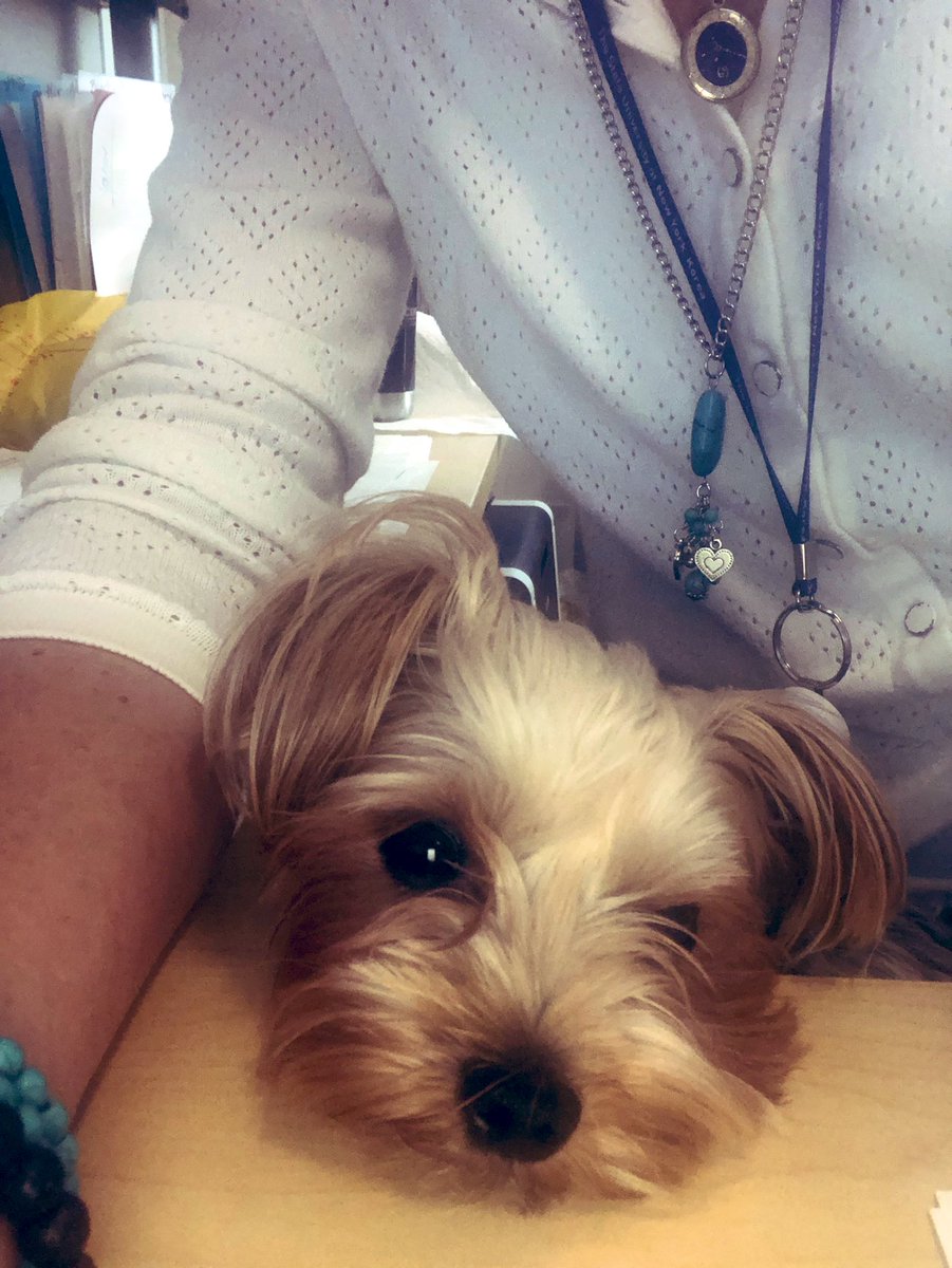 netantaj's tweet photo. Nekom upadne sisa u kadar, nekom pas 🐶 #JulesRules #officelife https://t.co/8ve8PvGwu8