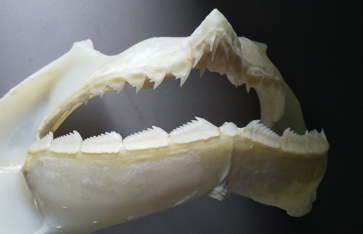カグラザメの歯。 上顎歯は獲物に引っ掛ける形。 下顎歯は肉を切る形