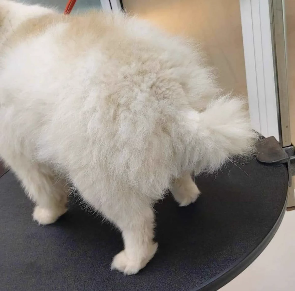 見た目がここまで変わる！？犬がトリミングサロンに通った結果！