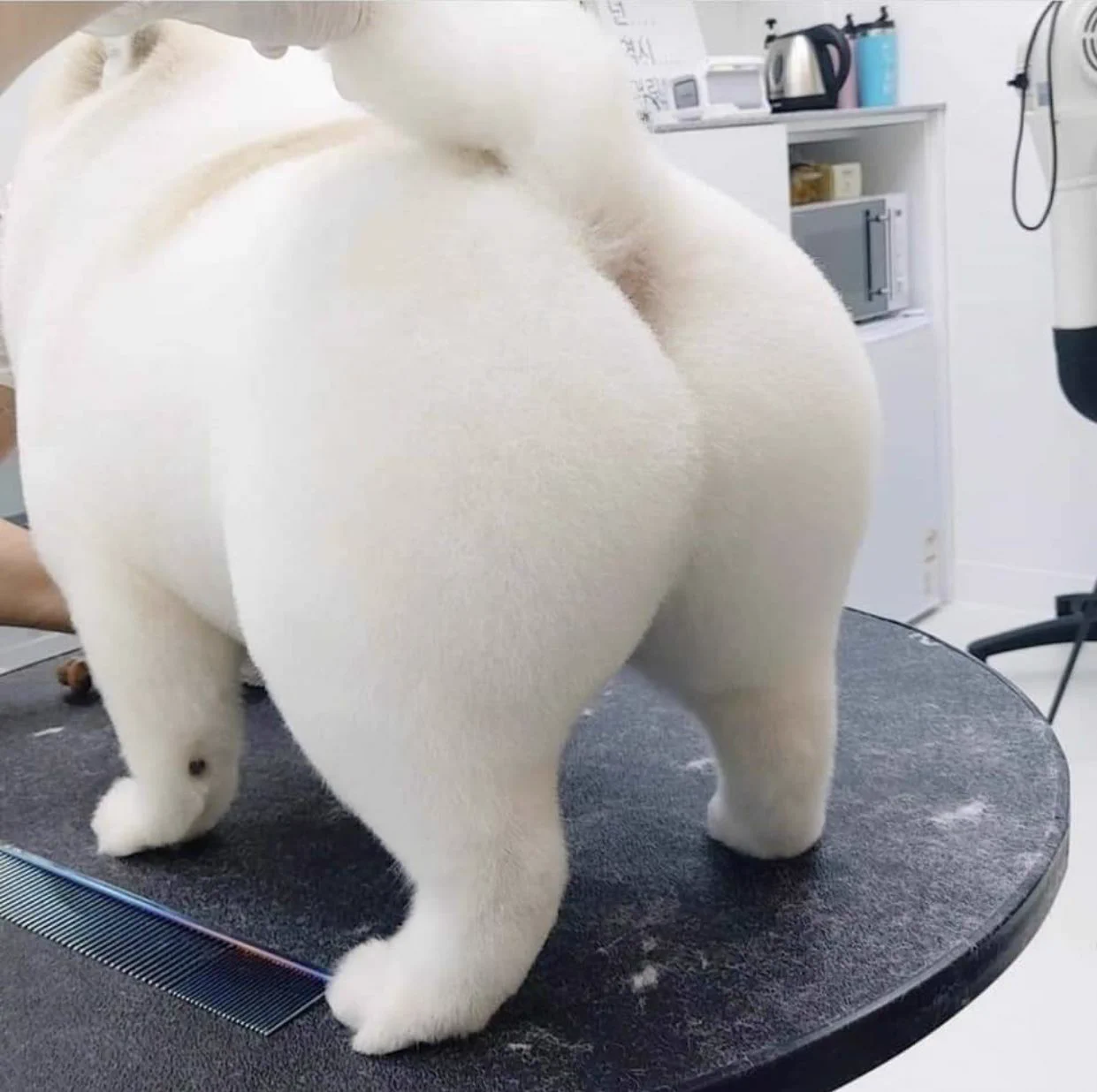 見た目がここまで変わる！？犬がトリミングサロンに通った結果！