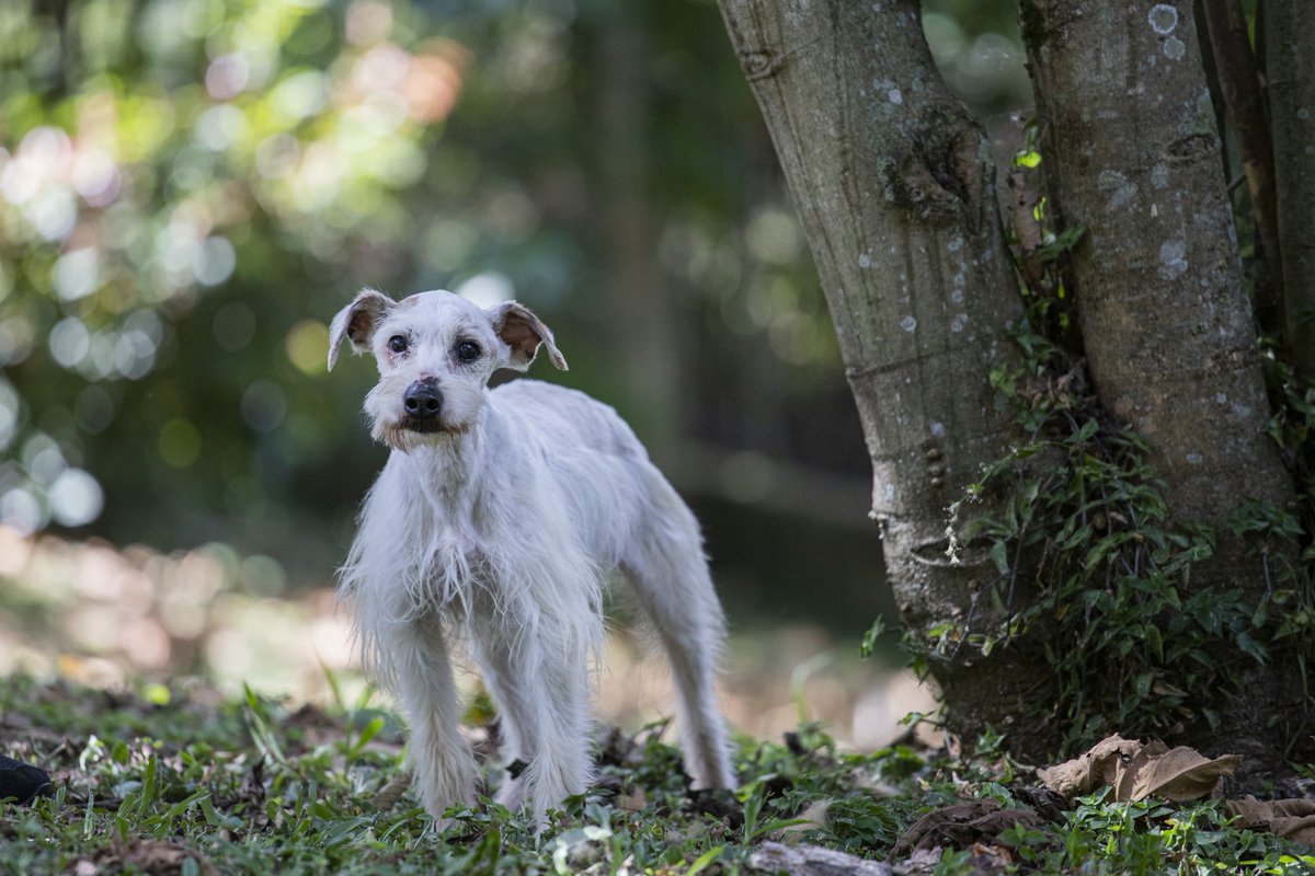 AlcaldiadeMed's tweet photo. ¡Atención, Medellín!
Más de 17.000 caninos y felinos serán esterilizados en nuestra ciudad. Las familias de estratos 1, 2 y 3 pueden inscribir a sus animales de compañía en estas jornadas. ¿Cómo? Haz clic aquí >>> https://t.co/OwPsUeBru6. https://t.co/G5JrnZDXvp