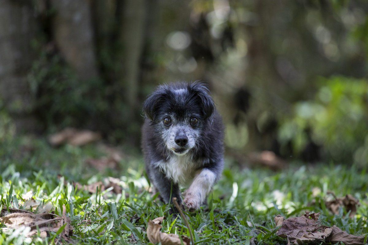 AlcaldiadeMed's tweet photo. ¡Atención, Medellín!
Más de 17.000 caninos y felinos serán esterilizados en nuestra ciudad. Las familias de estratos 1, 2 y 3 pueden inscribir a sus animales de compañía en estas jornadas. ¿Cómo? Haz clic aquí >>> https://t.co/OwPsUeBru6. https://t.co/G5JrnZDXvp
