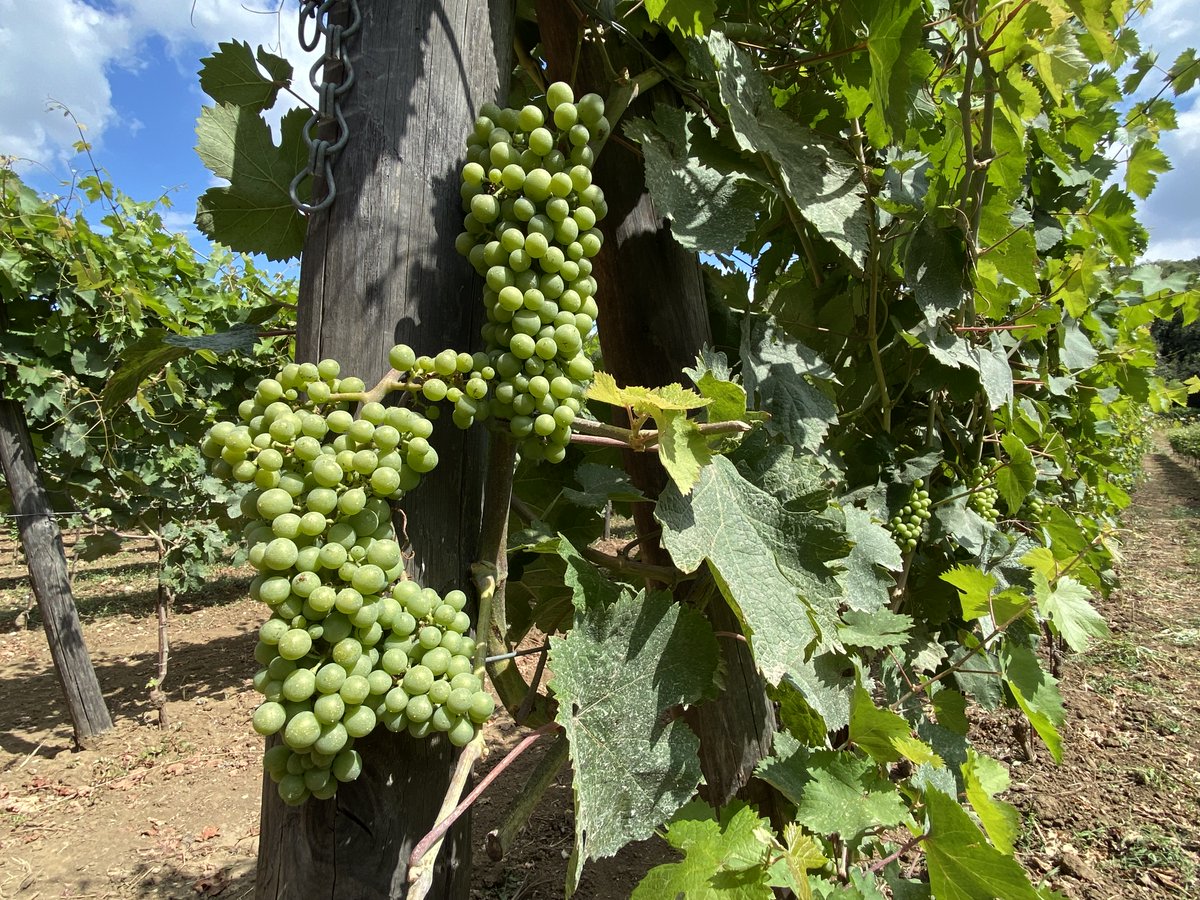 reggiadicaserta's tweet photo. #VignadelRe 🍇🍷 La realtà produttiva della Reggia di Caserta è uno degli aspetti più interessanti che vogliamo condividere e valorizzare.

La Vigna della Reggia di Caserta nel Bosco di San Silvestro (oggi Oasi @WWFitalia) serviva e riforniva le tavole reali e non solo. https://t.co/xu67Jf3M9x