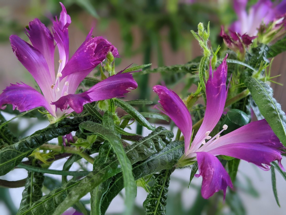 くらしの植物苑 くらしの植物苑