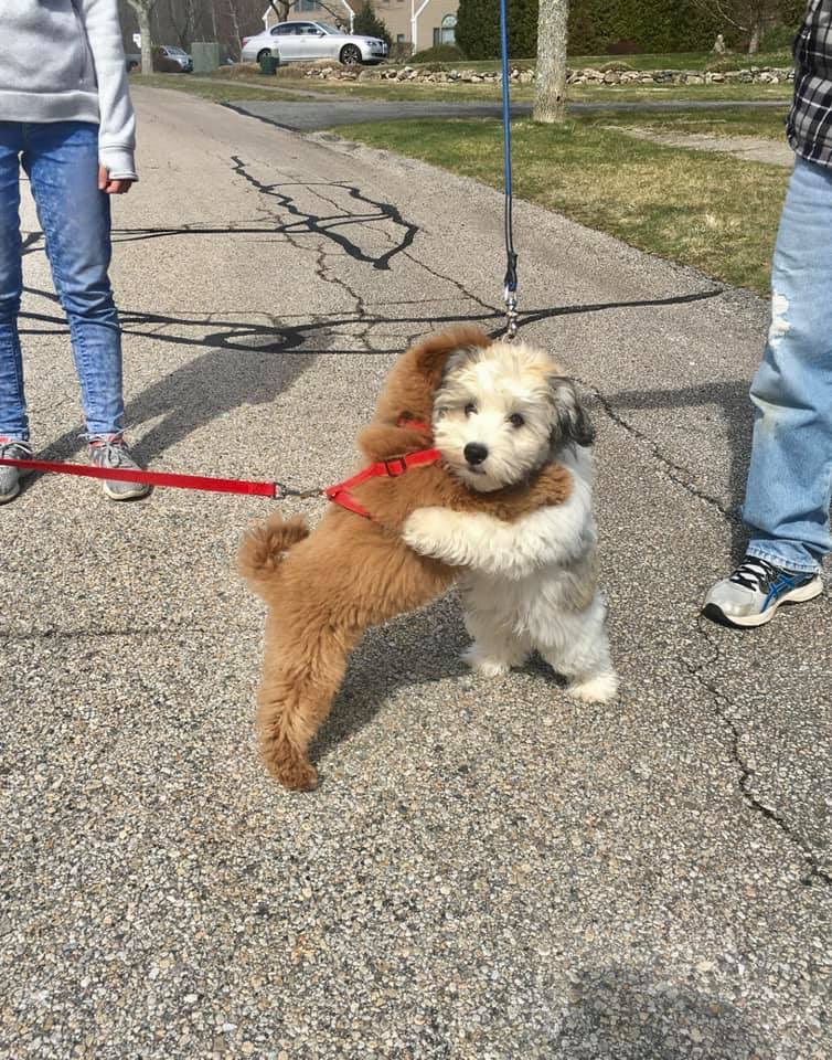 taste_hw's tweet photo. 보그싶쇼 🐶 https://t.co/g2sZW7JJMe