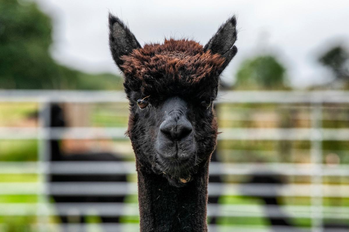 The Scottish Sun tweet media