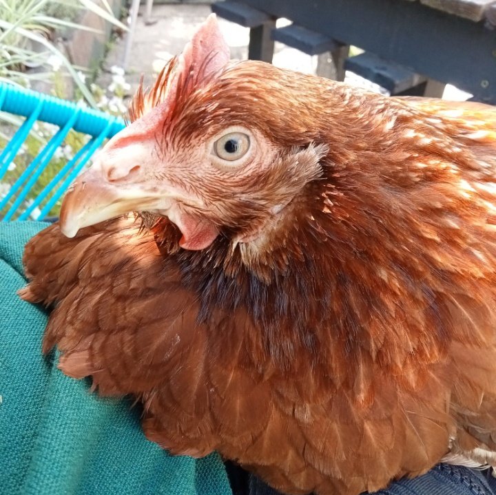 Hamilton's Hens tweet media
