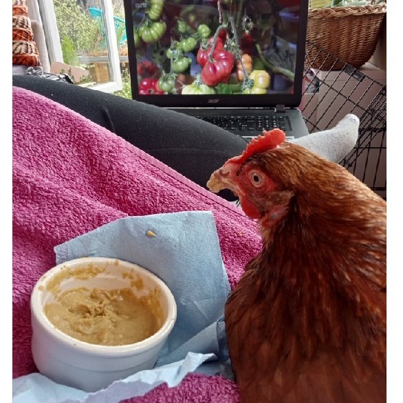 Hamilton's Hens tweet media