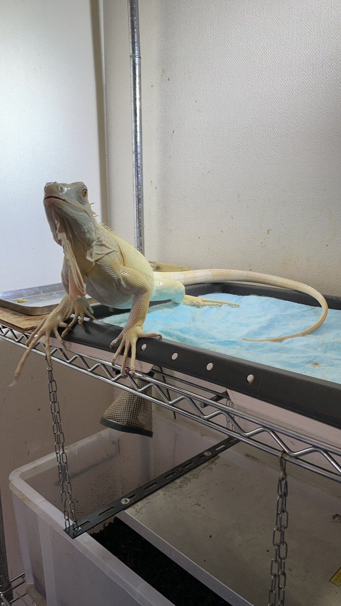 Rowan_snow iguana (@Rowansnowiguana) / Posts / X