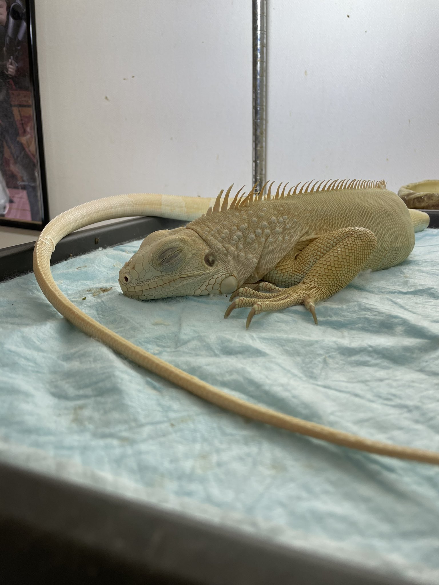 Rowan_snow iguana (@Rowansnowiguana) / X