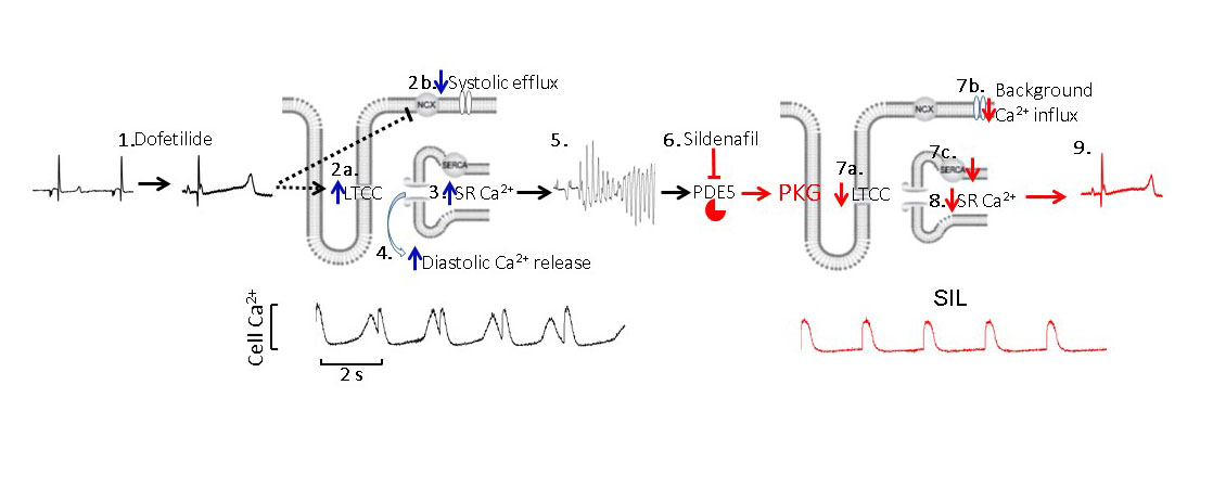 Circulation Research (@circres) on Twitter photo Hutchings & colleagues discovered a novel #antiarrhythmic property of #PDE5 inhibitors via changes in #ECCoupling, leading to reduced SR Ca2+ content and suppression of Ca2+ waves. Learn more at ow.ly/e2oU30rSKXW
<a href="/DaveHutchings13/">DaveHutchings</a> <a href="/DavidAEisner/">David Eisner</a> <a href="/G_Madders/">GMadders</a> Hutchings & colleagues discovered a novel #antiarrhythmic property of #PDE5 inhibitors via changes in #ECCoupling, leading to reduced SR Ca2+ content and suppression of Ca2+ waves. Learn more at ow.ly/e2oU30rSKXW
<a href="/DaveHutchings13/">DaveHutchings</a> <a href="/DavidAEisner/">David Eisner</a> <a href="/G_Madders/">GMadders</a>