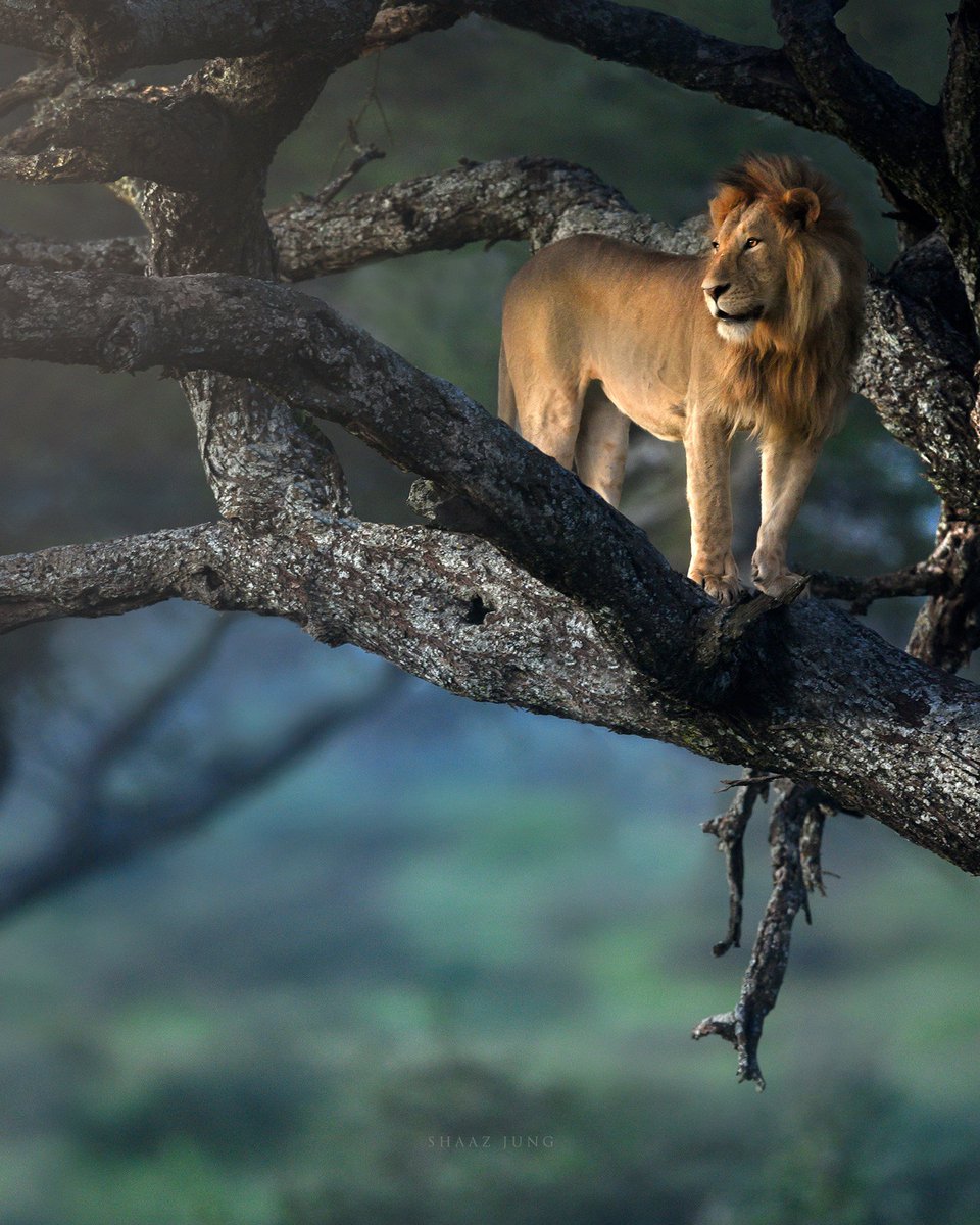 The King stands alone. 

#africa #lion