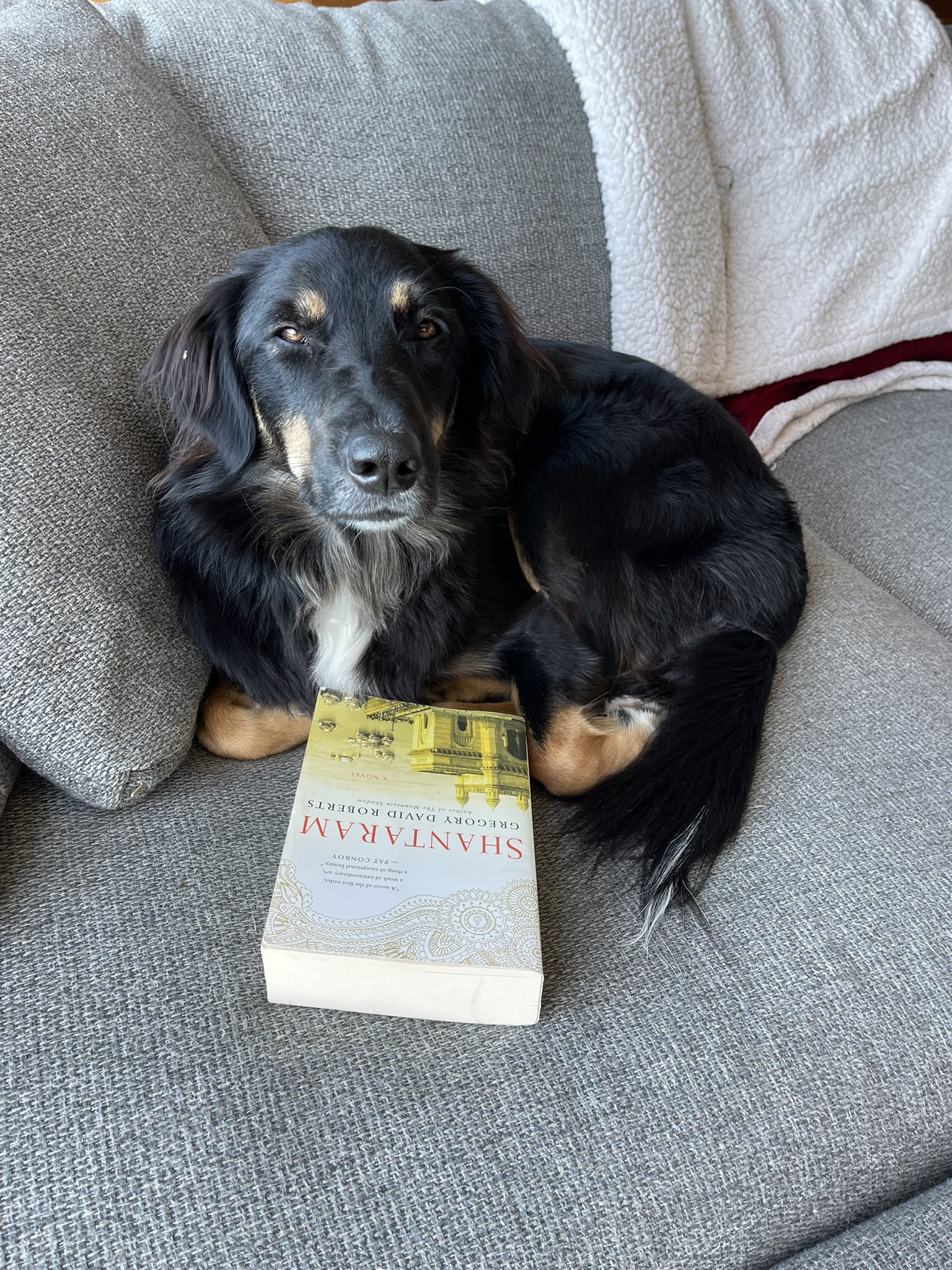 What To Do If A Dog Eats A Tampon