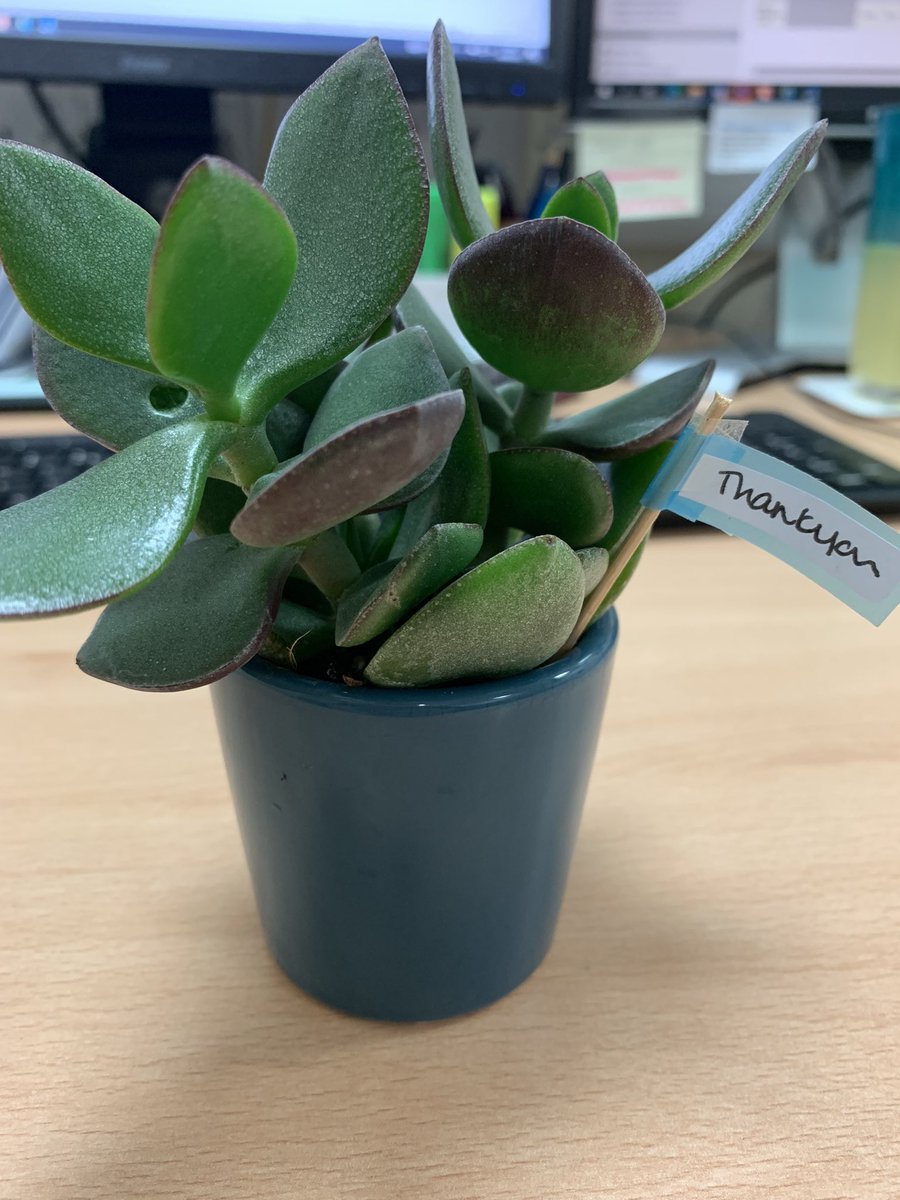 Brilliant Immunology &amp; Allergy <a href="/NewcastleHosps/">Newcastle Hospitals</a> Away Day today…. Feeling the love with a “Thank you” succulent from our amazing HoD <a href="/cathrstroud/">Catherine Stroud</a> and home baked cakes from our fab Assistant DM <a href="/ameliaedithpage/">Amelia Page</a> 
#DreamTeam #immunologyisthebest