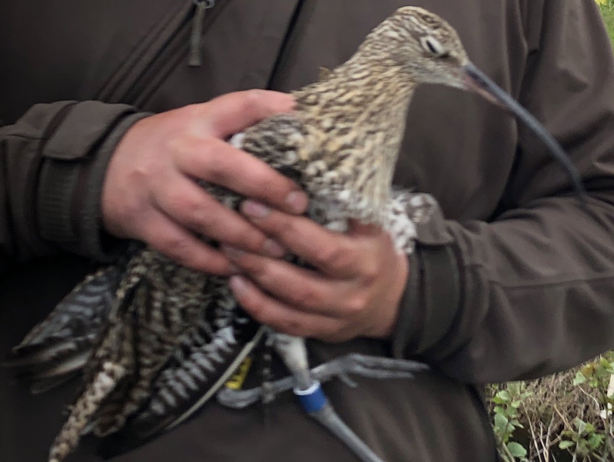 Winter is approaching and satellite tags have fallen off our Cu. Keep an eye out for them around Roosky & surrounding bogs & lakes, Tralee, castlemaine, inchydoney  (last know locations). All are colour ringed blue - right leg, yellow - left leg (letters tell the individual).