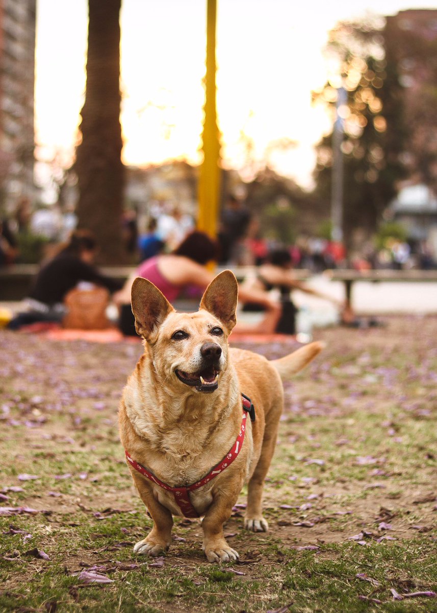 gonzalogustin's tweet photo. Ayer le hice esta foto a una perrita en la plaza y se llama Nana por enana 😭😭😭 https://t.co/Q5gQa9Valq