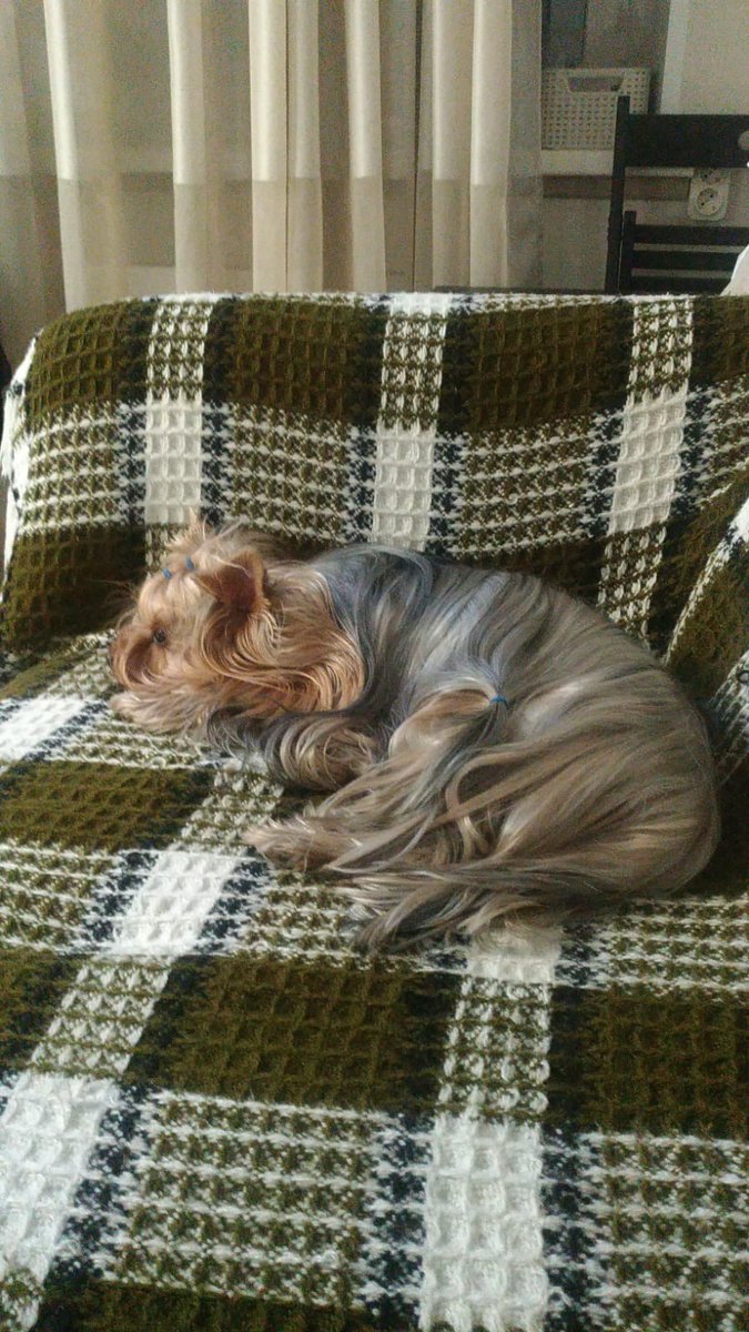 Stupid_Poetry's tweet image. As im preparing for the first #ModPoLive this year - I have notes and everything - here&apos;s a picture of my sweet Baby Keks. the tradition demands to be upheld