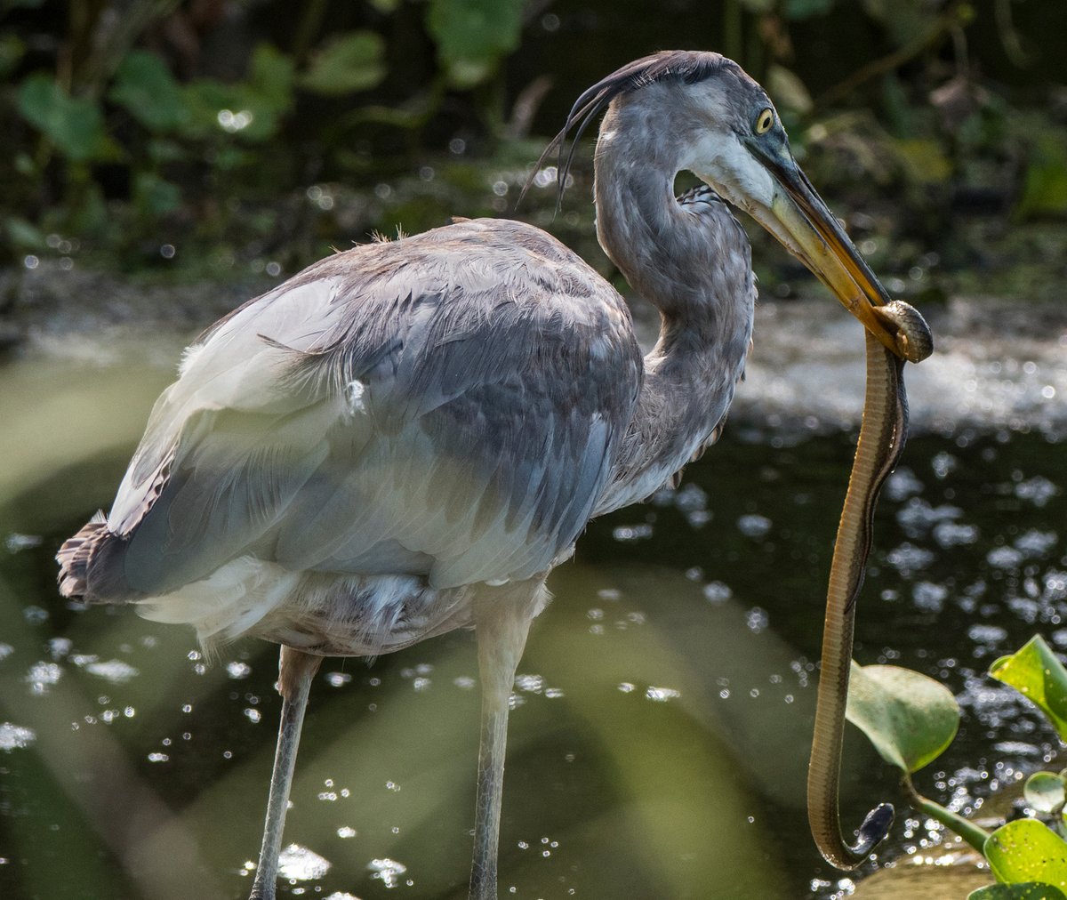 Florida Museum (@floridamuseum) on Twitter photo Scientists analyzed more than 31 million <a href="/inaturalist/">iNaturalist</a> records in a new study to find out who most often uses the app and what observations they submit. 🦋🐍🐝🦆🌿🐞
Story: floridamuseum.ufl.edu/science/scient…
Study <a href="/AIBSbiology/">American Institute of Biological Sciences</a>: academic.oup.com/bioscience/art… Scientists analyzed more than 31 million <a href="/inaturalist/">iNaturalist</a> records in a new study to find out who most often uses the app and what observations they submit. 🦋🐍🐝🦆🌿🐞
Story: floridamuseum.ufl.edu/science/scient…
Study <a href="/AIBSbiology/">American Institute of Biological Sciences</a>: academic.oup.com/bioscience/art…
