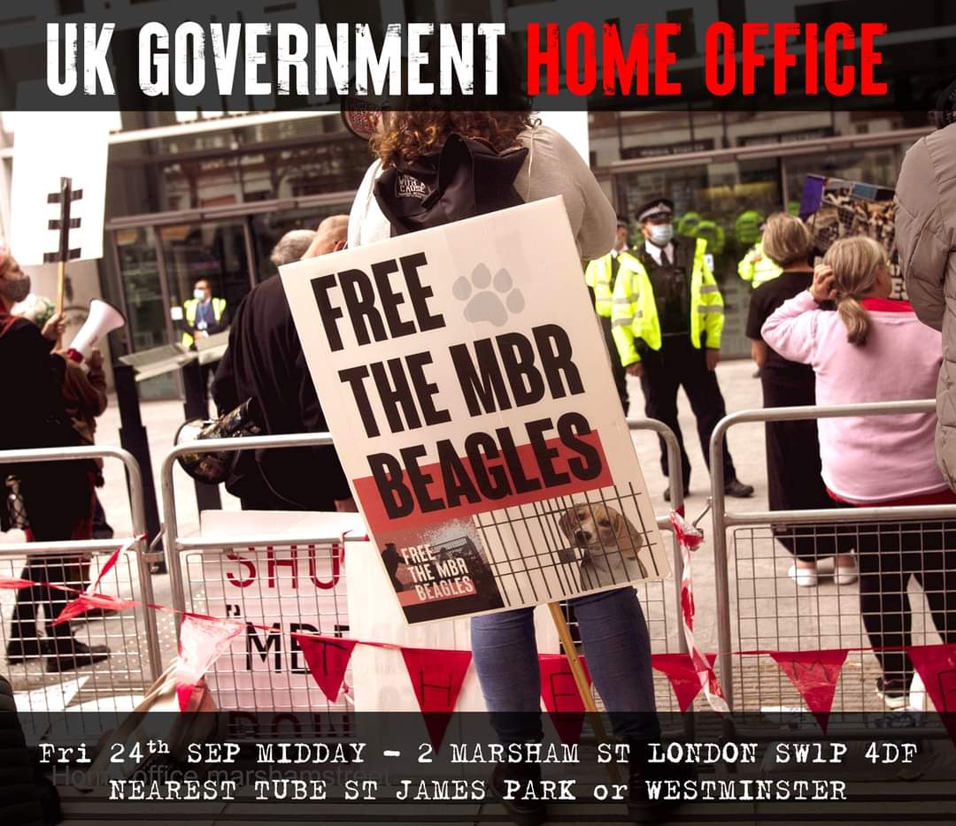 Free The MBR Beagles tweet media