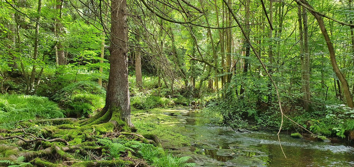 WoodsideLodge1's tweet photo. An oasis of calm and quiet on this very warm day #Devilswater #Northumberland #hexhamshire #tynedale #selfcatering #staycation https://t.co/PJswsn2icN