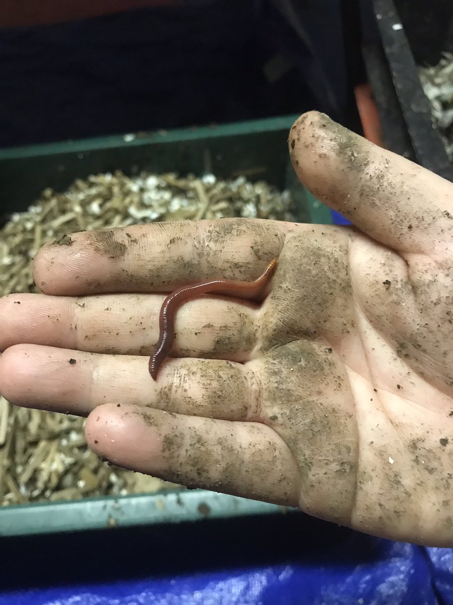 SevansWormery's tweet photo. #WormFarm check☑️
 If you’ve got #worms, we want to hear about it! Let us know how they’re doing. Send pictures. Ask questions! We love hearing from other #wormfarmers. If you bought a farm from us, or if you haven’t and just want to talk about worms, we want to hear from you! https://t.co/qZbskYU79O