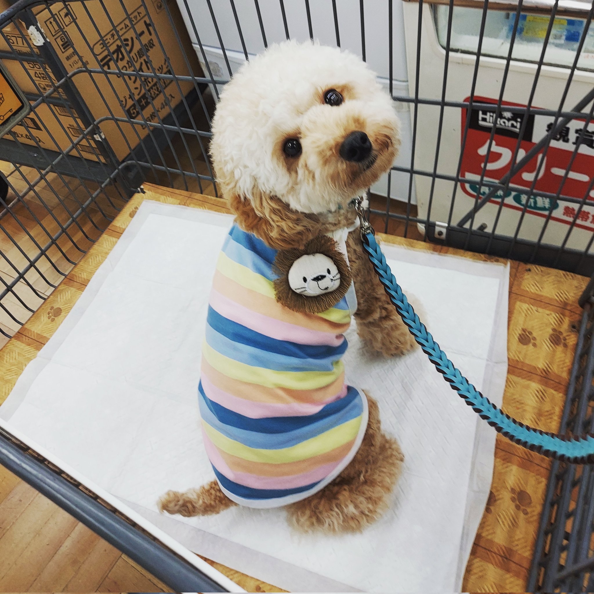 モデル犬募集 Twitter Search Twitter