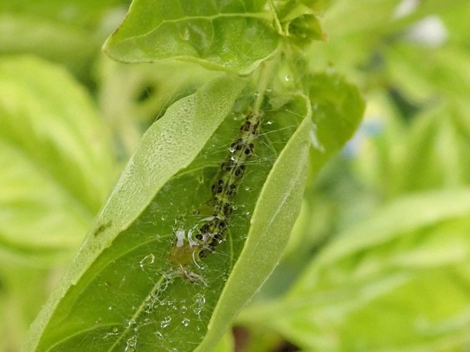 バジルの虫食い被害を防ぐ育て方 虫除けに効果があるものは何 Tasso