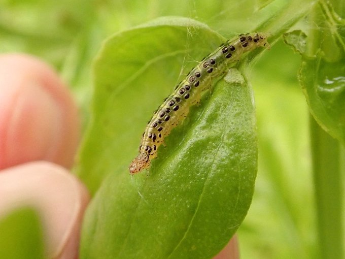 バジルの虫食い被害を防ぐ育て方 虫除けに効果があるものは何 Tasso