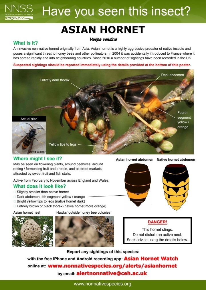 gbmaggs's tweet photo. Asian hornet week❗Look out for the Asian hornet and if seen report via the Watch Hornet App or this online recording form 👇🏼
 https://t.co/8tTFWRLOm6

@InvasiveSp @britishbee https://t.co/MeFeHS4oML