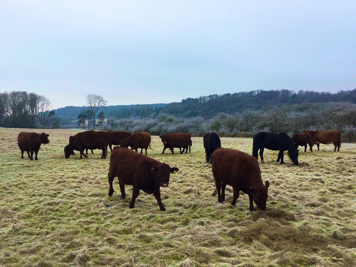 🌍The last of the #meadow flowers starting to fade as we move in to #Autumn🍁 Soon it will be time to graze and and get our #winter management works underway🐄🐑🐴#seasons #Durham <a href="/GrasslandsTrust/">The Grasslands Trust RIP</a> <a href="/LGSpace/">Little Green Space 🦋</a> <a href="/Britnatureguide/">The British Nature Guide</a> <a href="/Farms4Nature/">Farms4Nature</a> <a href="/NFUtweets/">National Farmers' Union</a>