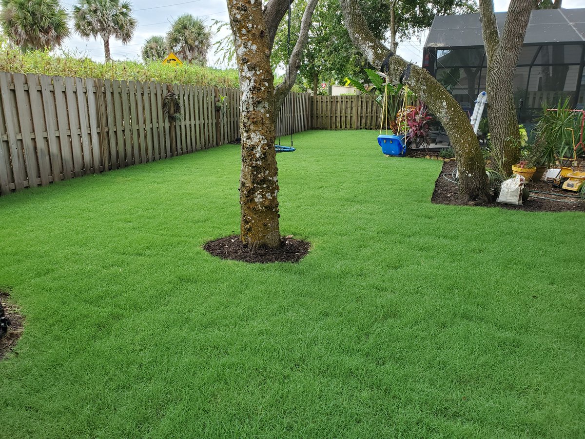 Capt_EA's tweet photo. Celebration bermuda install day 13. 2nd mow. Before and after pics cut at 2 1/4 with a Toro Timemaster. Started to ease up the watering. So far have applied Yard Mastery starter fert and Bifen. Pretty happy so far. @AllynPaul @BigEarthSupply @SodSolutions @TheToroCompany https://t.co/uDe9nbXKLJ