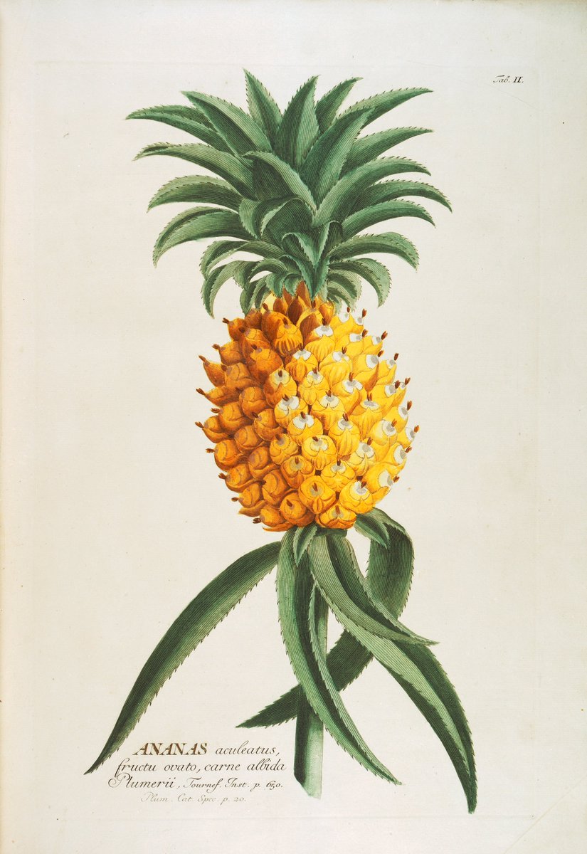 Look out for our film 'New food plants for England' at #EdibleEast, <a href="/TheForumNorwich/">The Forum Norwich</a> with <a href="/NorfolkHODs/">Norfolk Heritage Open Days</a>  A journey through the history of plant hunting for food inspired by the John Innes Historical Collections  <a href="/JohnInnesCentre/">John Innes Centre</a>. Edible East runs from 10-19th September